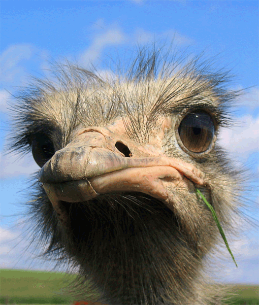 Ostrich 