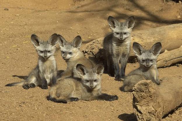 Bt-Eared Fox Kits