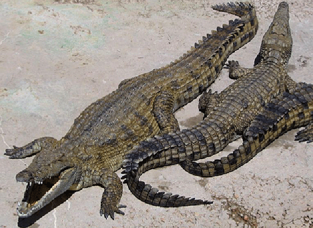 Crocodiles in Stellenbosch