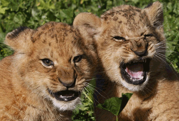 lion cubs