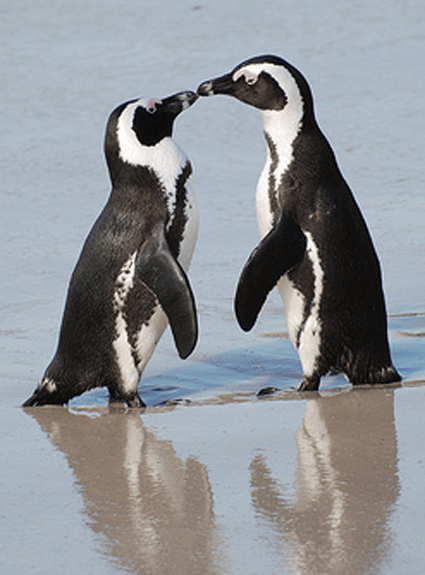 Penguin Valentines