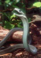 African-Black-Mamba