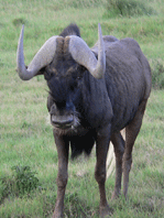 African-Blue-Wildebeest