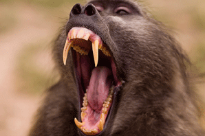 Vicious Baboon