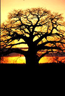 Baobab Tree at Sunset