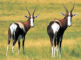 Bontebok