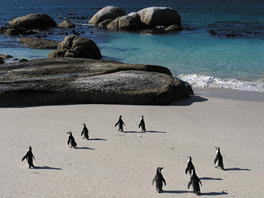 Boulders-Beach-Simonstown-Cape-Town