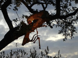 Dinnertime at Sabi Sabi