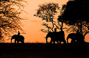 Africa-Elephants-By-Night