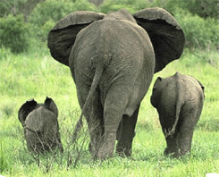 Family on a Stroll