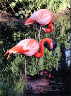 Pink-Flamingos-South-Africa