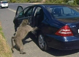 Baboon-Hitchhiking-in-Cape-Town