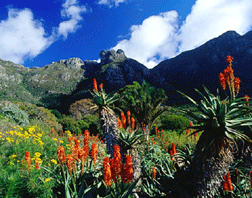 Kirstenbosch Gardens