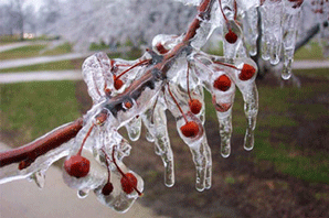 Frozen cherry trees in Ceres