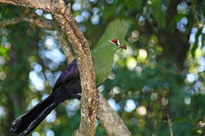 The Knysna Loerie