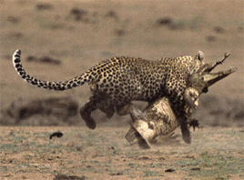 Leopard hunting and killing a crocodile