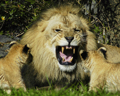 Male-Lion-with-Cubs