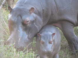 Motherly Love - Hippo Style