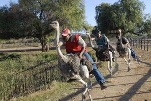 Ostrich racing in Oudtshoorn