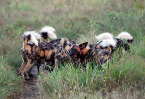 Painted Wild Dogs of South Africa