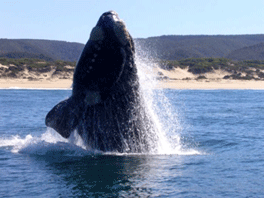 Whales-at-Plettenberg-Bay-South-Africa