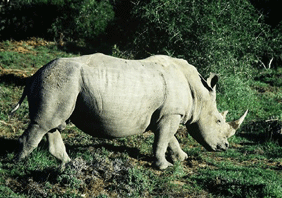 Magestic Rhinoceros