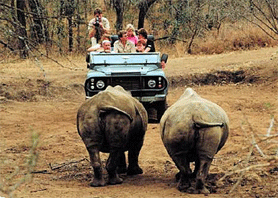 Road Block on Safari