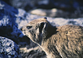 The Rock Dassie