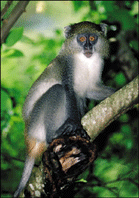 Samango Monkey