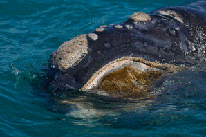 A Smugmug in South Africa