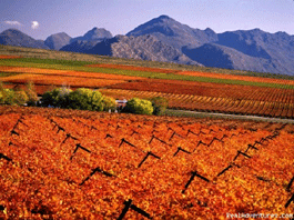 Stellenbosch