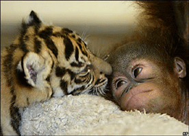 Sumatran Tiger Cub and Baby Orangutan