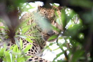 Too close to a Leopard