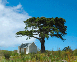 Ultimate Tree House