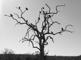 Vultures on the Lookout