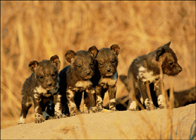 Wild Dog Pups