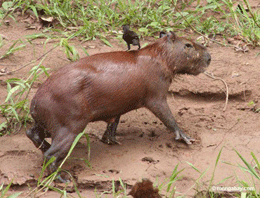 Capybara