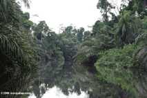 Jungles of Gabon