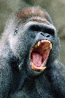 Silverback Gorilla