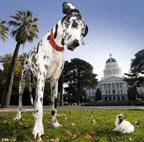 The Worlds tallest dog meets the worlds smallest dog