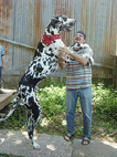 The Worlds tallest dog