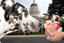 The Worlds tallest dog meets the worlds smallest dog 2