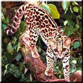 Asian Leopard Cat