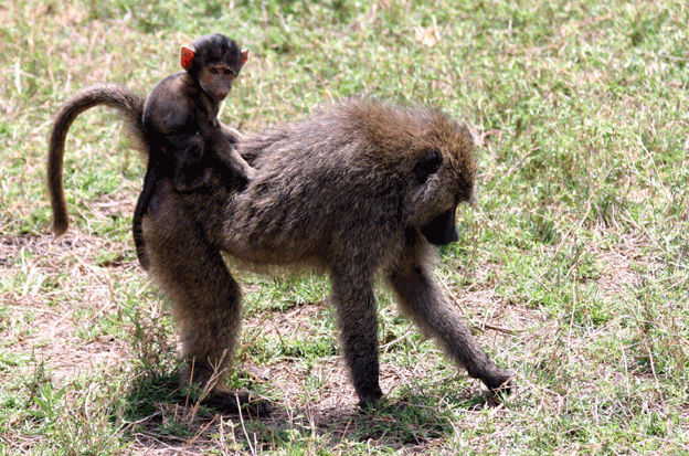 Baby Baboon on Board