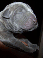 Rare Blue Pitbull Pup