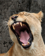 Roaring African Lioness