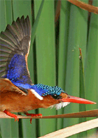 Malachite Kingfisher