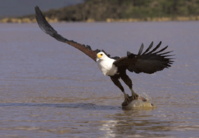 The African Fish Eagle