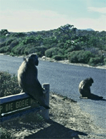 Locals Hitting The Road