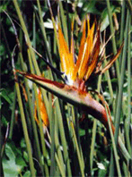 Strelitzia Regina